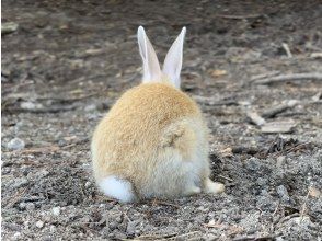 プランの魅力 大久野島のうさぎ の画像