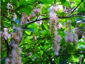 プランの魅力 サガリバナ の画像