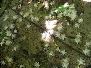 プランの魅力 サガリバナ の画像