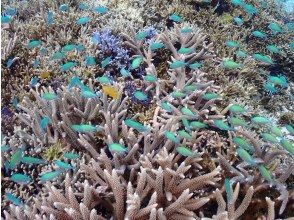 プランの魅力 お魚・サンゴ礁ポイントへ！ の画像