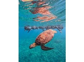 プランの魅力 ウミガメ遭遇率100%継続中★ の画像