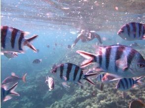 プランの魅力 初心者・泳ぎが苦手の方も安心 の画像