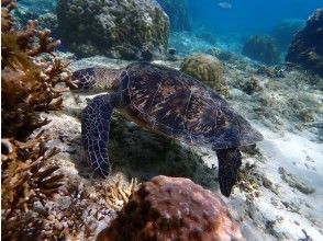 プランの魅力 穴場の糸満の海を満喫 の画像