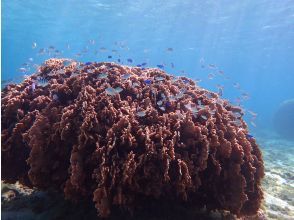 プランの魅力 サンゴと魚の景色に感動します の画像