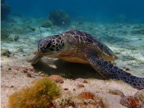 プランの魅力 食事中の亀に会えたらラッキーです の画像