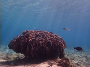 プランの魅力 光のカーテンが見られます の画像