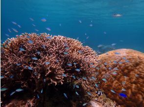 プランの魅力 熱帯魚の説明もしっかしします の画像