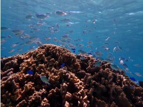 プランの魅力 何匹いるのか？？ の画像