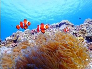 プランの魅力 無人島・神山島で楽しむスノーケリング の画像