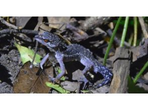 プランの魅力 ヤンバルトカゲモドキ の画像