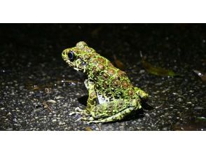 プランの魅力 オキナワイシカワガエル の画像