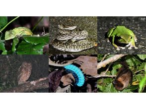 プランの魅力 夜の生き物たち の画像