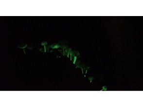 プランの魅力 『光るキノコ』 の画像