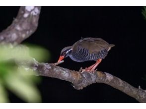 プランの魅力 ツアー中ヤンバルクイナの鳴き声が聞こえることも！見れたらラッキー♪ の画像