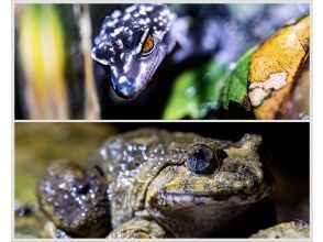 プランの魅力 ジャングルツアーで沢山の生き物に会えるかも♪ の画像