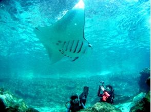 プランの魅力 Manta Ray Strengthening Month DAY の画像