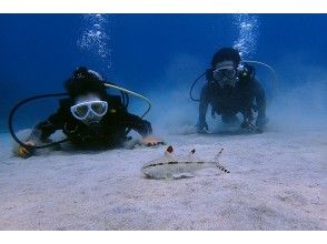 プランの魅力 ヒゲで餌を探す魚 の画像