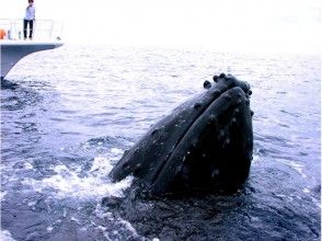 プランの魅力 Whale watching service の画像