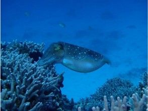 プランの魅力 コブシメの産卵 の画像