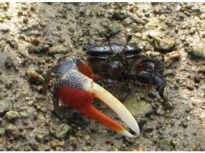 プランの魅力 Fiddler crab の画像
