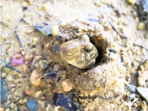 プランの魅力 Barred mudskipper の画像