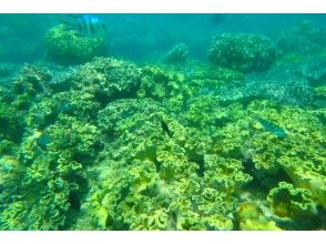 プランの魅力 Tropical fish and coral reef sea の画像