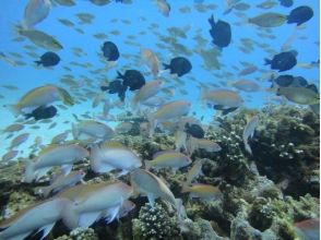 プランの魅力 大島美體驗潛水2 の画像