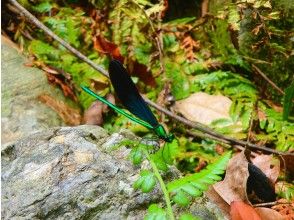 プランの魅力 琉球黑格罗蜻蜓 の画像
