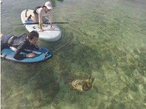 プランの魅力 Sea turtles are very popular with people of all ages の画像