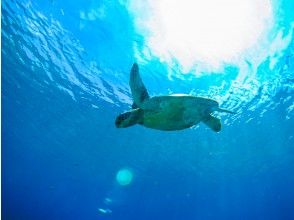 プランの魅力 Fully enjoy the sea of Okinawa の画像