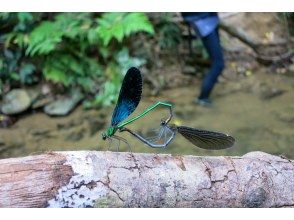 プランの魅力 Encounter with precious creatures の画像