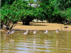 プランの魅力 季節により様々な野鳥が訪れる の画像