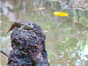プランの魅力 Creatures living in the mangrove area の画像