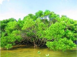 プランの魅力 You can see 4 kinds of mangrove trees の画像