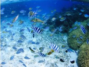 プランの魅力 귀여운 곰 끌도 많이 の画像