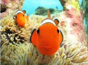 プランの魅力 很多可愛的海葵 の画像