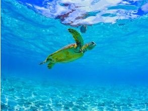 プランの魅力 如果幸運的話,甚至可能遇到海龜 の画像