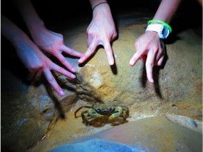 プランの魅力 珍しい夜行性の生物達との出会い の画像