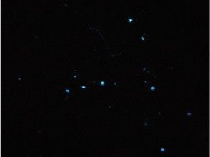 プランの魅力 수중 빛나는 야광충 の画像