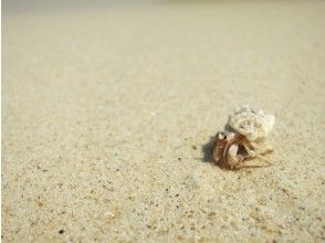 プランの魅力 Hermit crabs' paradise の画像