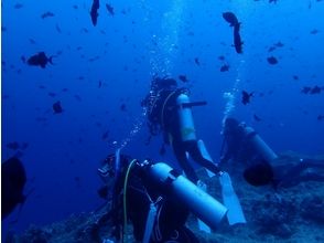 プランの魅力 海の中は非日常 の画像