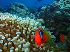 プランの魅力 カラフルな魚も の画像