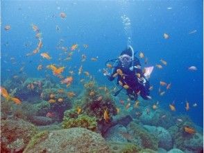 プランの魅力 สีส้มสีส้มสดใสปลาทะเล の画像