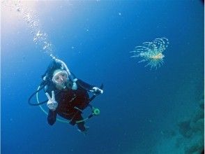 プランの魅力 ミノカサゴ の画像