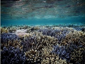 プランの魅力 A lot of coral in a shallow place の画像