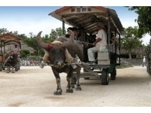 プランの魅力 竹富岛水牛车观光 の画像