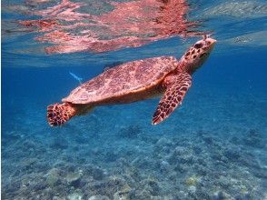 プランの魅力 I want to see sea turtles! の画像