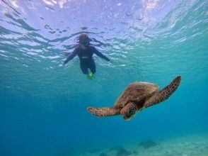 プランの魅力 Swim with wild sea turtles の画像