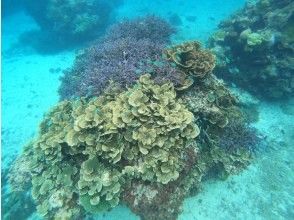 プランの魅力 圧巻の珊瑚礁群 の画像