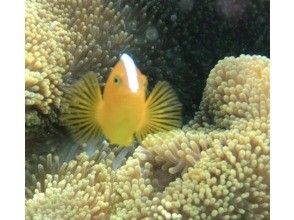 プランの魅力 4種類のクマノミに会える! の画像